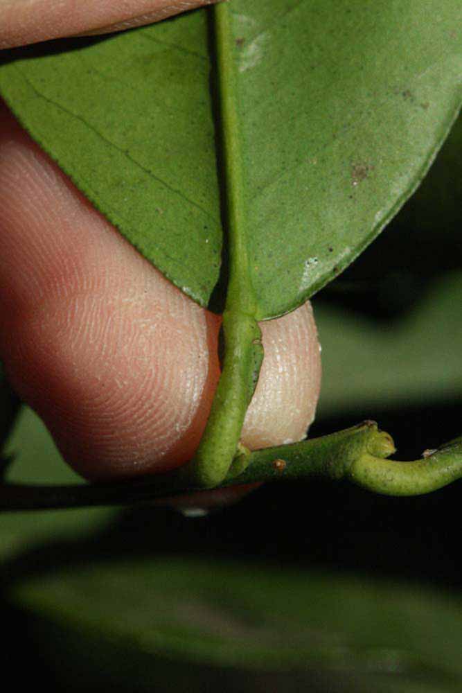              Petiole (Riverside, CA)       